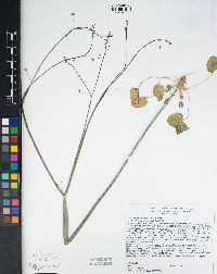 Eriogonum inflatum image