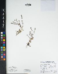 Eucrypta micrantha image