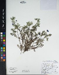 Nemophila menziesii image