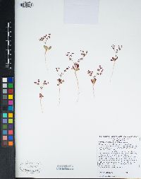 Centrostegia thurberi image