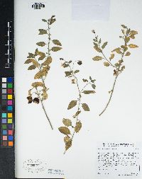 Solanum umbelliferum image