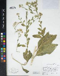 Lepidium latifolium image