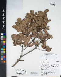 Quercus berberidifolia image