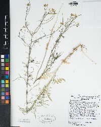 Sisymbrium altissimum image