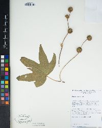 Platanus racemosa image