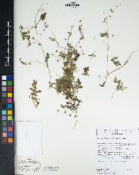 Eucrypta chrysanthemifolia image