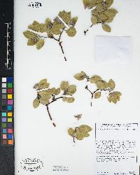 Arctostaphylos manzanita image