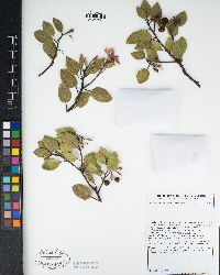 Arctostaphylos parryana subsp. parryana image
