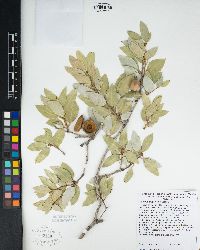 Quercus chrysolepis image