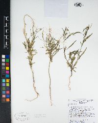 Sisymbrium irio image