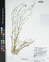 Thysanocarpus curvipes image