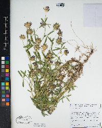 Trifolium willdenovii image