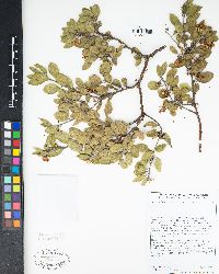 Arctostaphylos rudis image