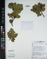 Arctostaphylos crustacea subsp. rosei image