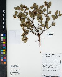 Arctostaphylos rudis image