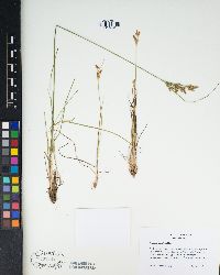 Juncus trilocularis image