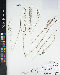 Thysanocarpus rigidus image