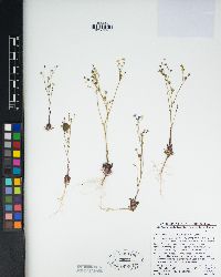 Gilia diegensis image