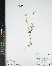 Clarkia rhomboidea image