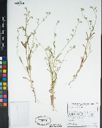 Cryptantha watsonii image