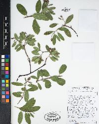 Arctostaphylos glandulosa image