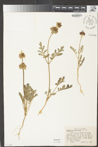 Salvia columbariae image