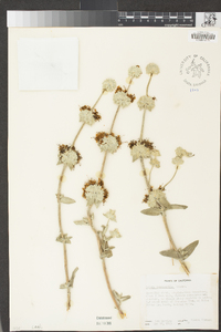 Salvia leucophylla image