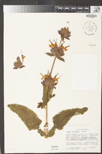 Salvia spathacea image