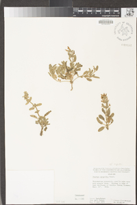 Stachys rigida image