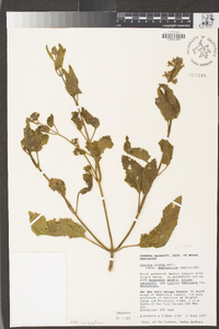 Stachys rigida image