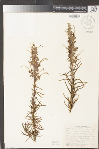 Trichostema lanatum image