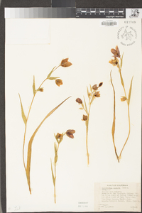 Calochortus amoenus image