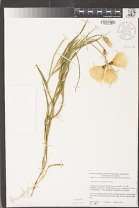 Calochortus catalinae image