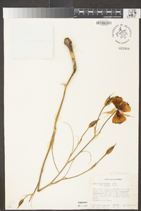 Calochortus fimbriatus image