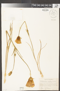 Calochortus venustus image