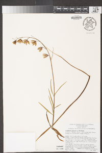 Fritillaria ojaiensis image