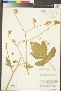 Brassica nigra image