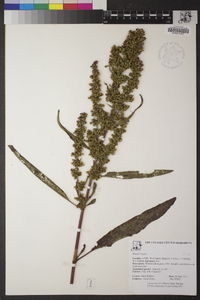 Rumex crispus image