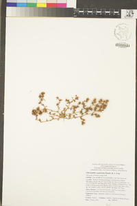 Chorizanthe uniaristata image
