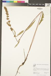 Rumex crispus image