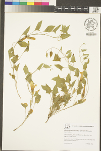 Calystegia subacaulis subsp. episcopalis image