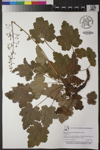 Heuchera pilosissima image