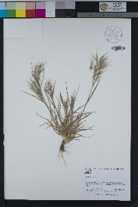 Bromus tectorum image