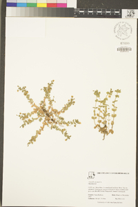 Lysimachia arvensis image