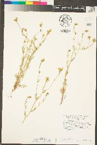 Gilia angelensis image