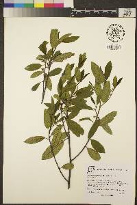 Frangula californica image