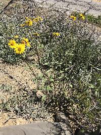 Helianthus gracilentus image