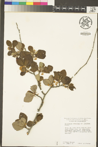 Cercocarpus betuloides image