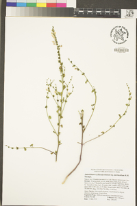 Antirrhinum vexillocalyculatum image