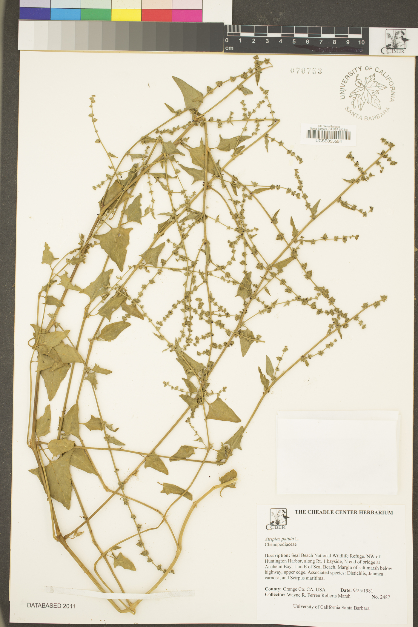 Atriplex patula image